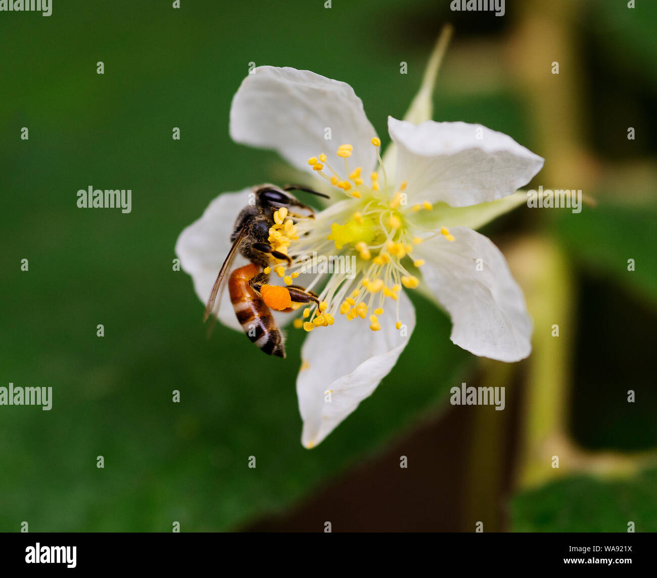 Bee Eating Roses A bee sucking nectar in a blossomed Evergreen rose flower Stock Photo ...