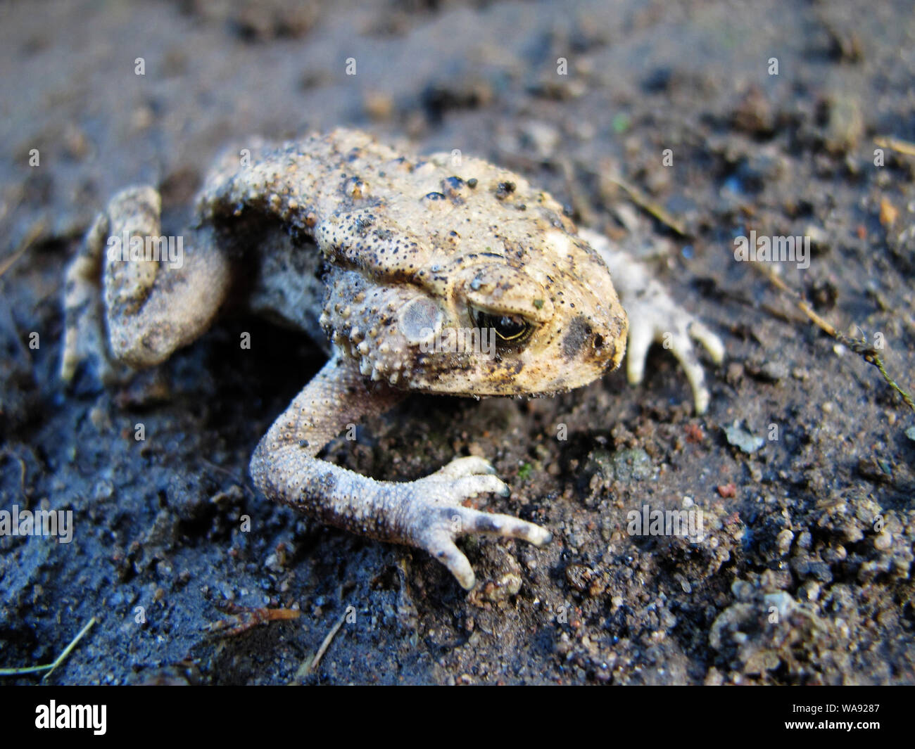 Cool frogs lay on the ground Stock Photo