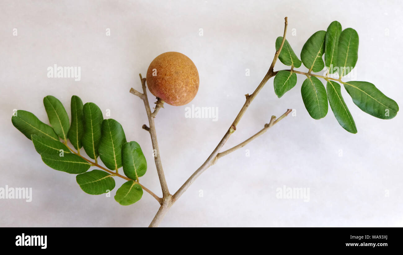 Longan branches with the fruit and leaves still attached. Stock Photo