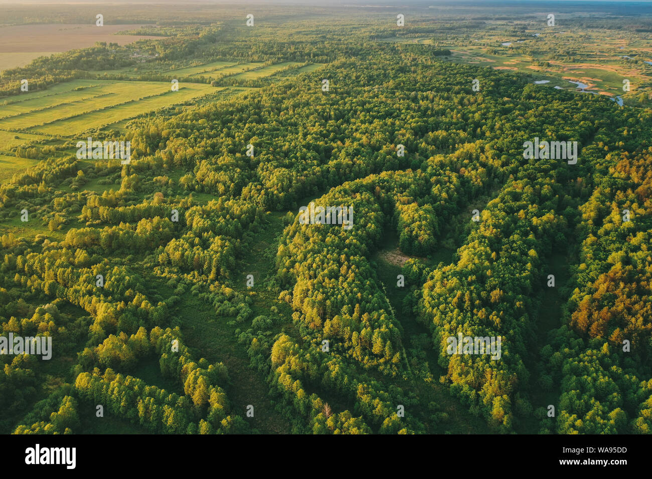 Aerial View Green Forest Woods Landscape In Sunny Spring Evening. Top View Of Beautiful European Nature From High Attitude In Summer Season. Drone Vie Stock Photo