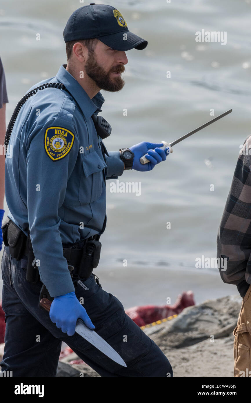 NOAA officer sharpening knives to harvest meat from a humpback whale carcass in Turn Again Arm near Anchorage, Alaska Stock Photo