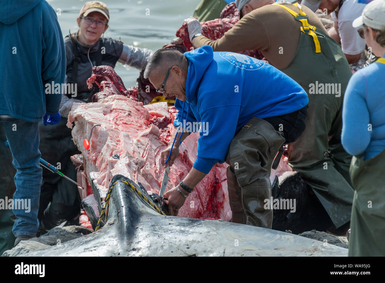 Native Alaskans harvest dead humpback whale carcass under the supervision of NOAA in Turn Again Arm near Anchorage, Alaska. Stock Photo