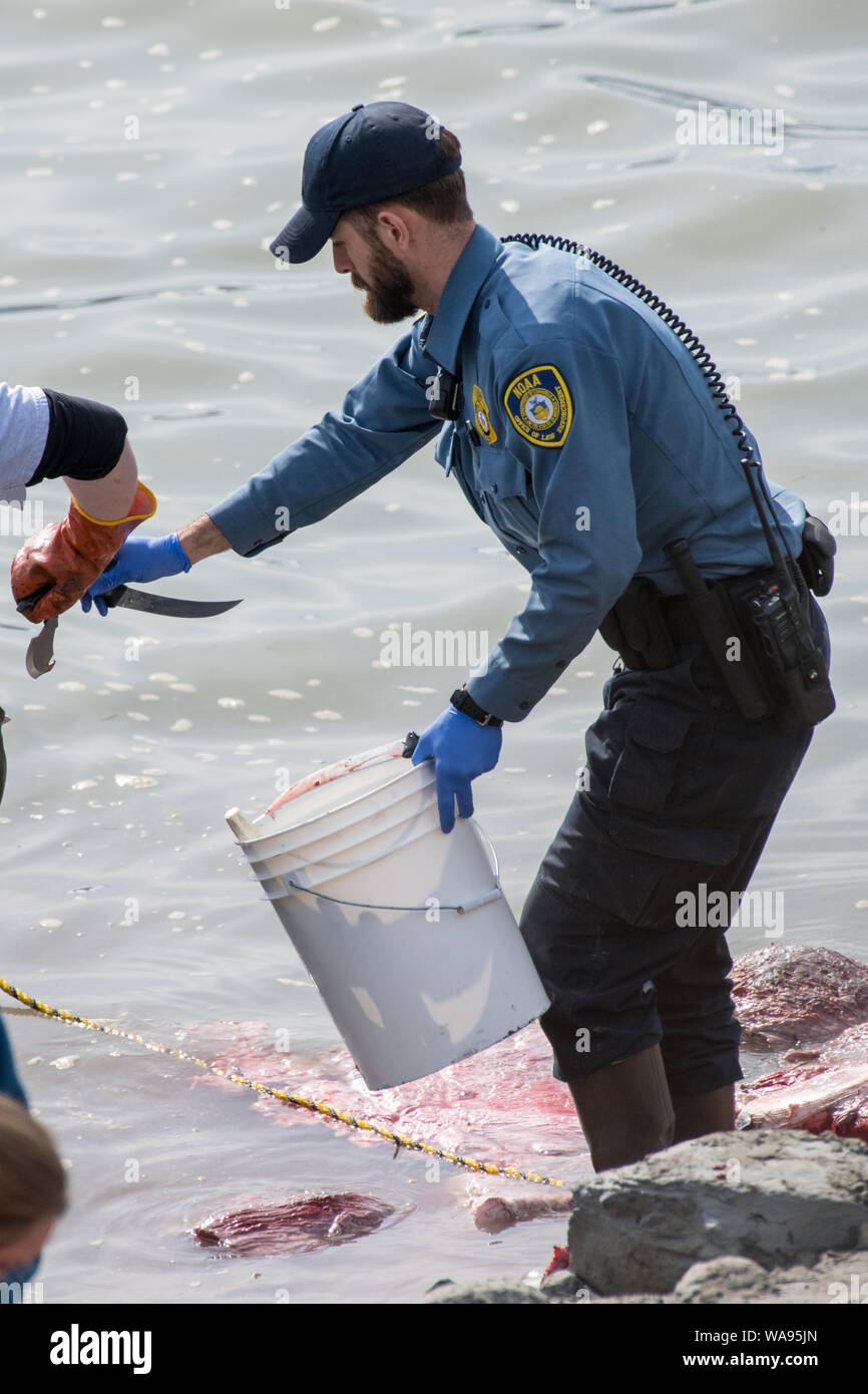 NOAA officer sharpening knives to harvest meat from a humpback whale carcass in Turn Again Arm near Anchorage, Alaska Stock Photo