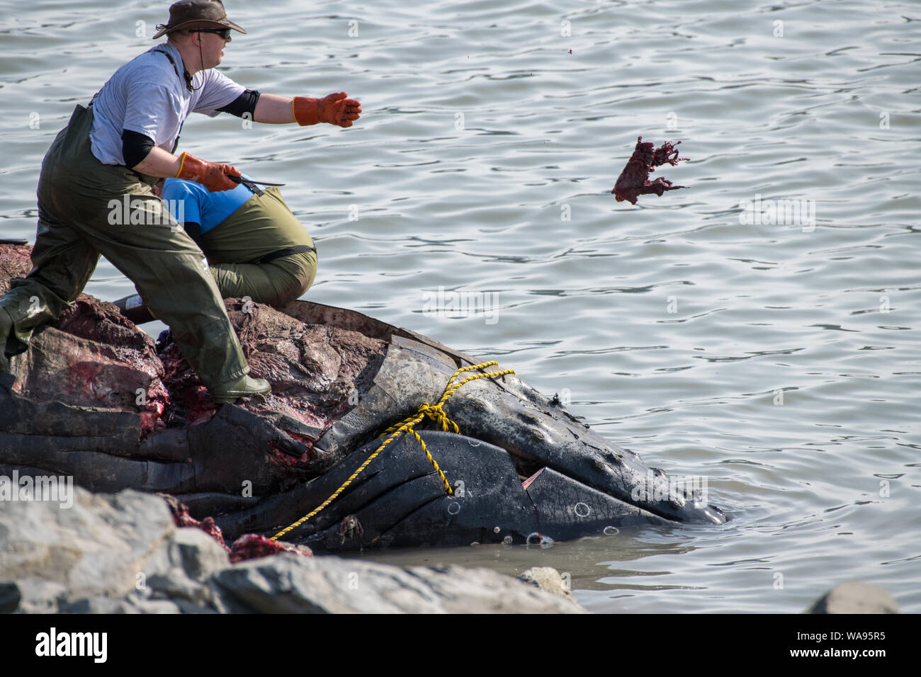 Alaskan man carves up dead humpback whale carcass along the shore near Anchorage, Alaska. Stock Photo