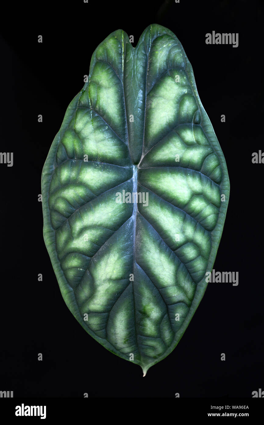 Full leaf of exotic Alocasia Baginda Cuprea Dragon Scale house plant