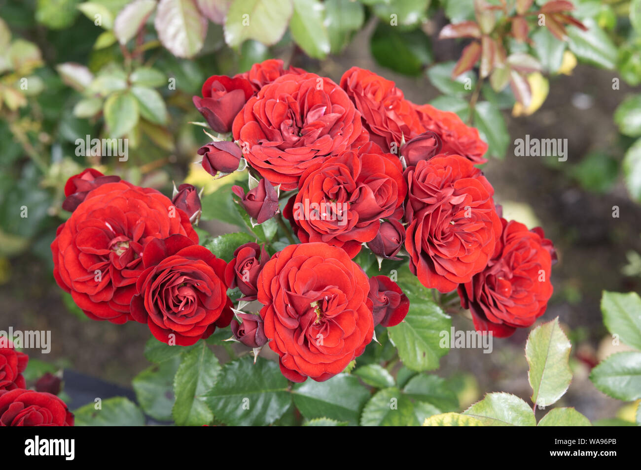 Rose cluster hires stock photography and images Alamy