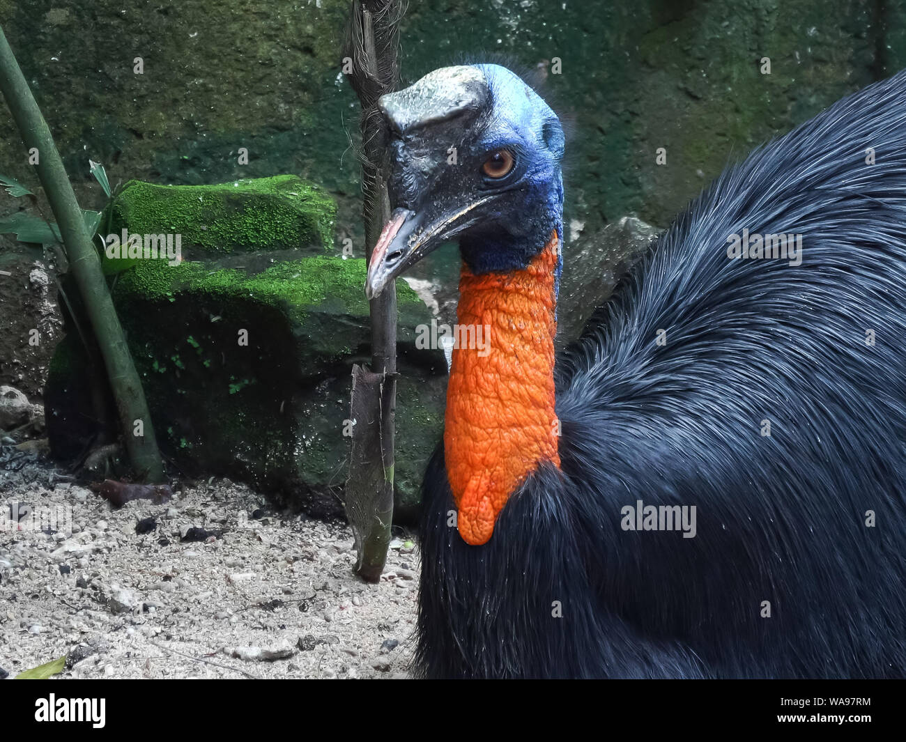 close up of a northern cassowary sitting on the ground Stock Photo
