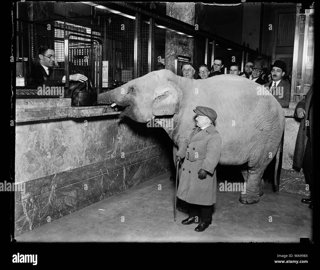 Charlie Becker, midget trainer with Singer's Midgets, walked the smallest elephant of his troupe to Merchant's Bank, and made a deposit for Keith's Theatre. The elephant delivered the money satchel directly to the receiving teller Stock Photo