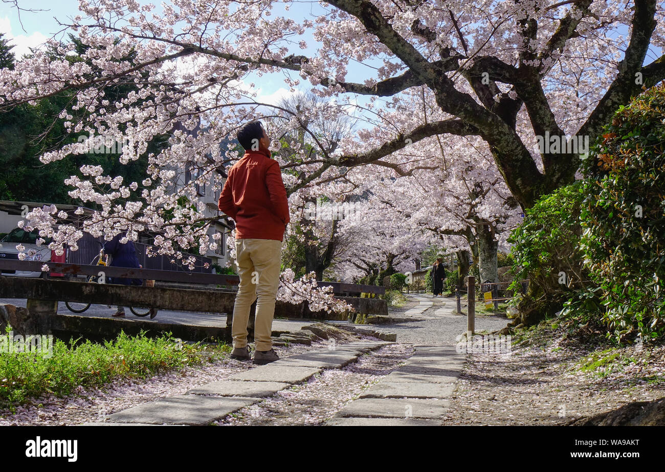 A young man traveler enjoying cherry blossom in Kyoto, Japan Stock ...