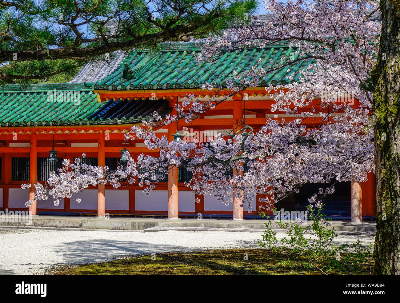 Ancient Temple With Cherry Blossom In Kyoto Japan Cherry