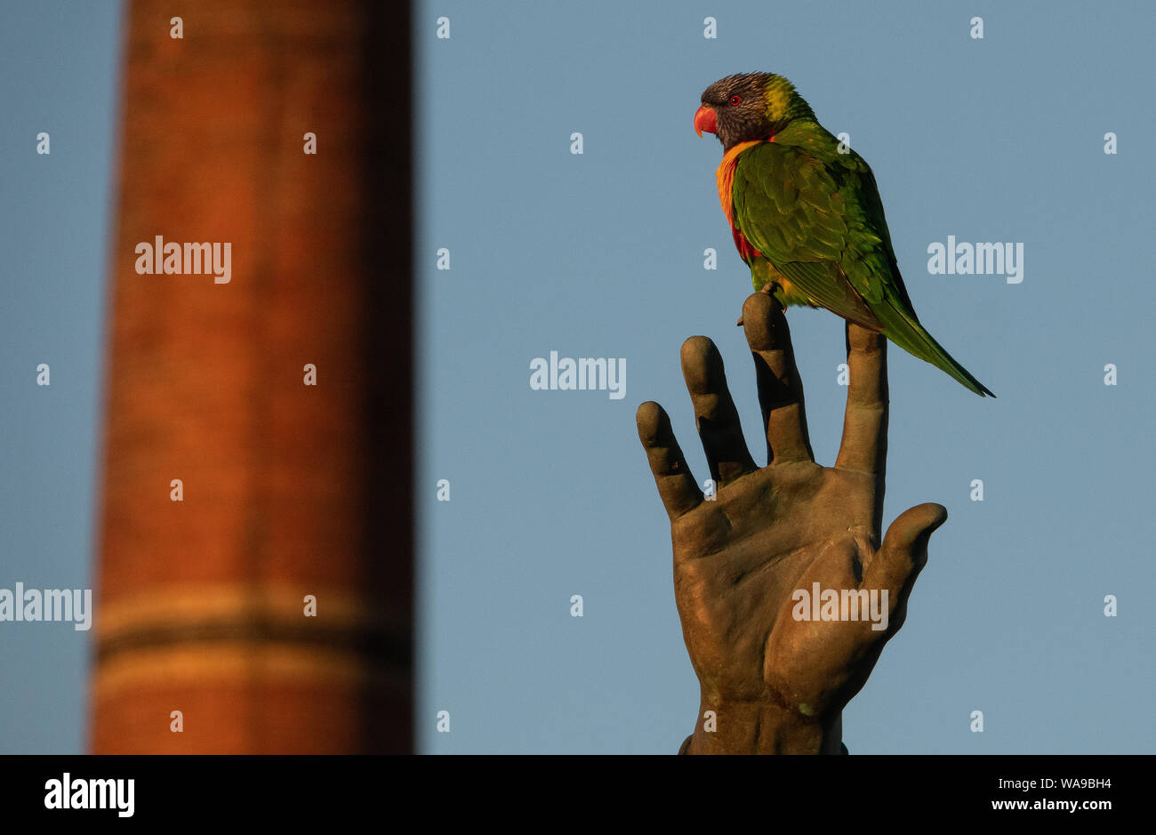 A bird on the Hand. An Australian native bird the Lorikeet sits perched on the fingers of a