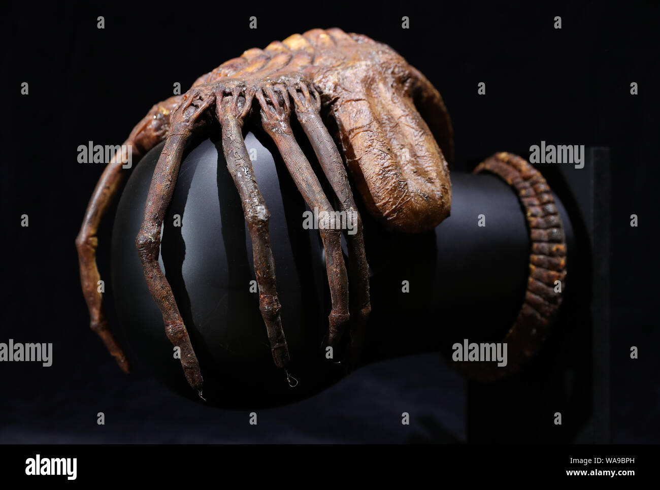 Aliens Movie Facehugger
