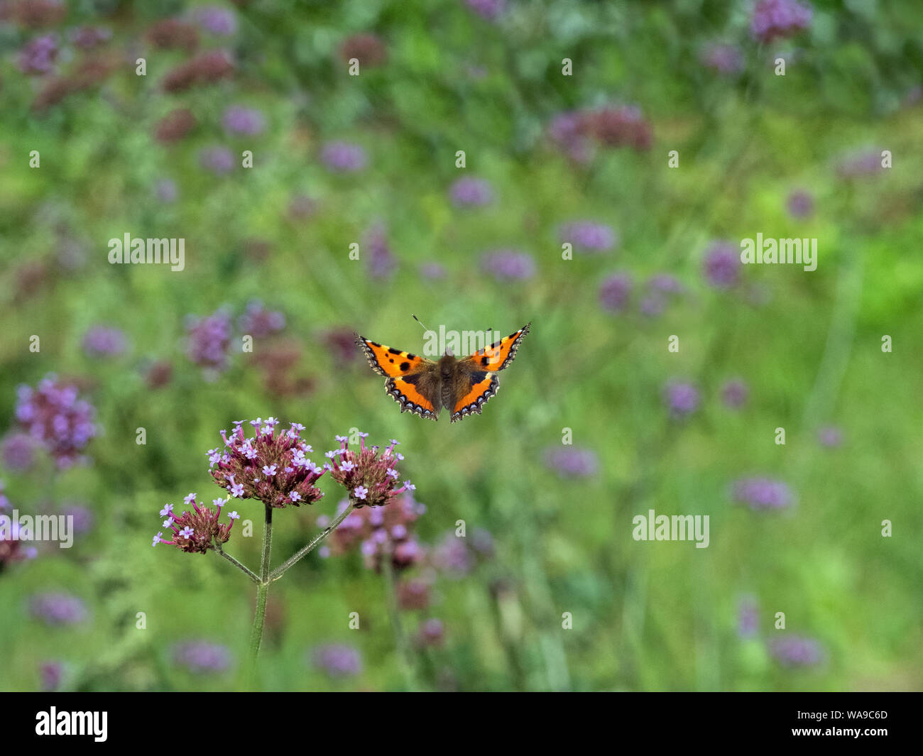 Small Tortoiseshell Butterfly in flight feeding on verbena flowers in garden Norfolk Stock Photo