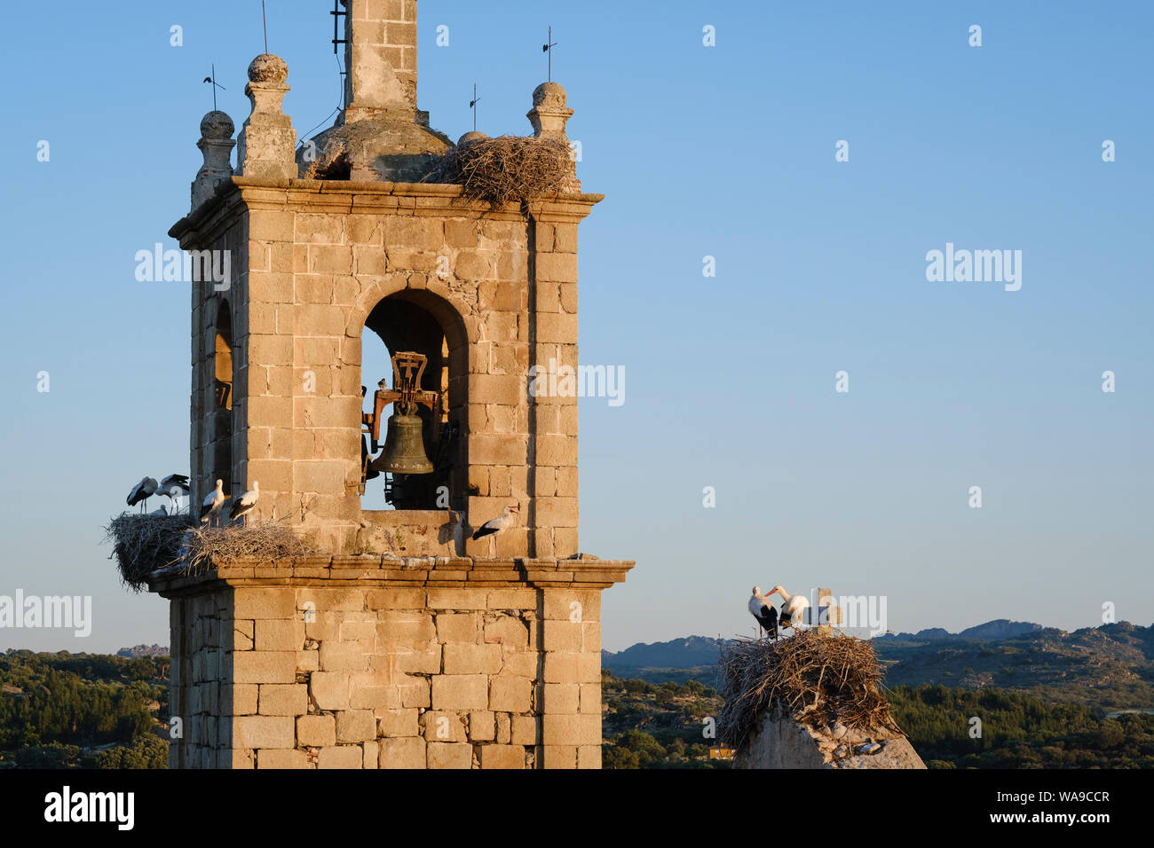 White stork (Ciconia ciconia) nests at Rocamador church. Valencia de Alcántara. Cáceres province. Extremadura. Spain. Stock Photo