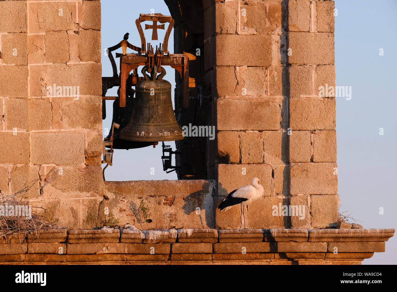 White stork (Ciconia ciconia) perched on the bell tower of the Rocamador church. Valencia de Alcántara. Cáceres province. Extremadura. Spain. Stock Photo