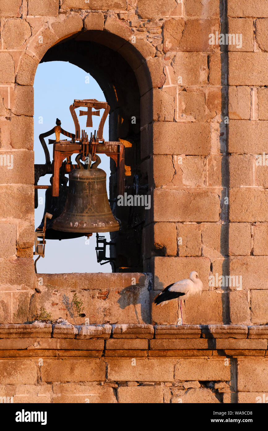 White stork (Ciconia ciconia) perched on the bell tower of the Rocamador church. Valencia de Alcántara. Cáceres province. Extremadura. Spain. Stock Photo
