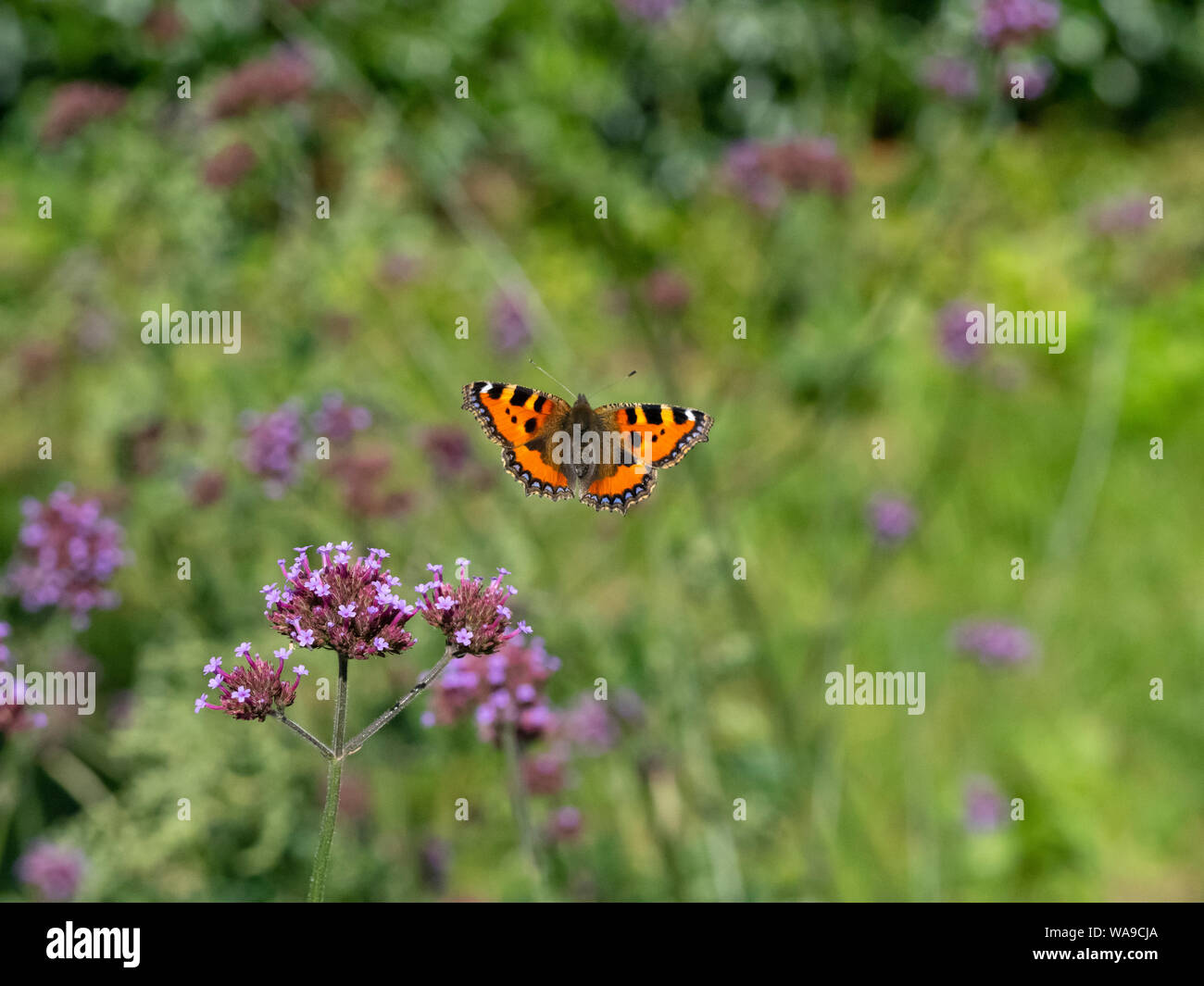 Small Tortoiseshell Butterfly in flight feeding on verbena flowers in garden Norfolk Stock Photo