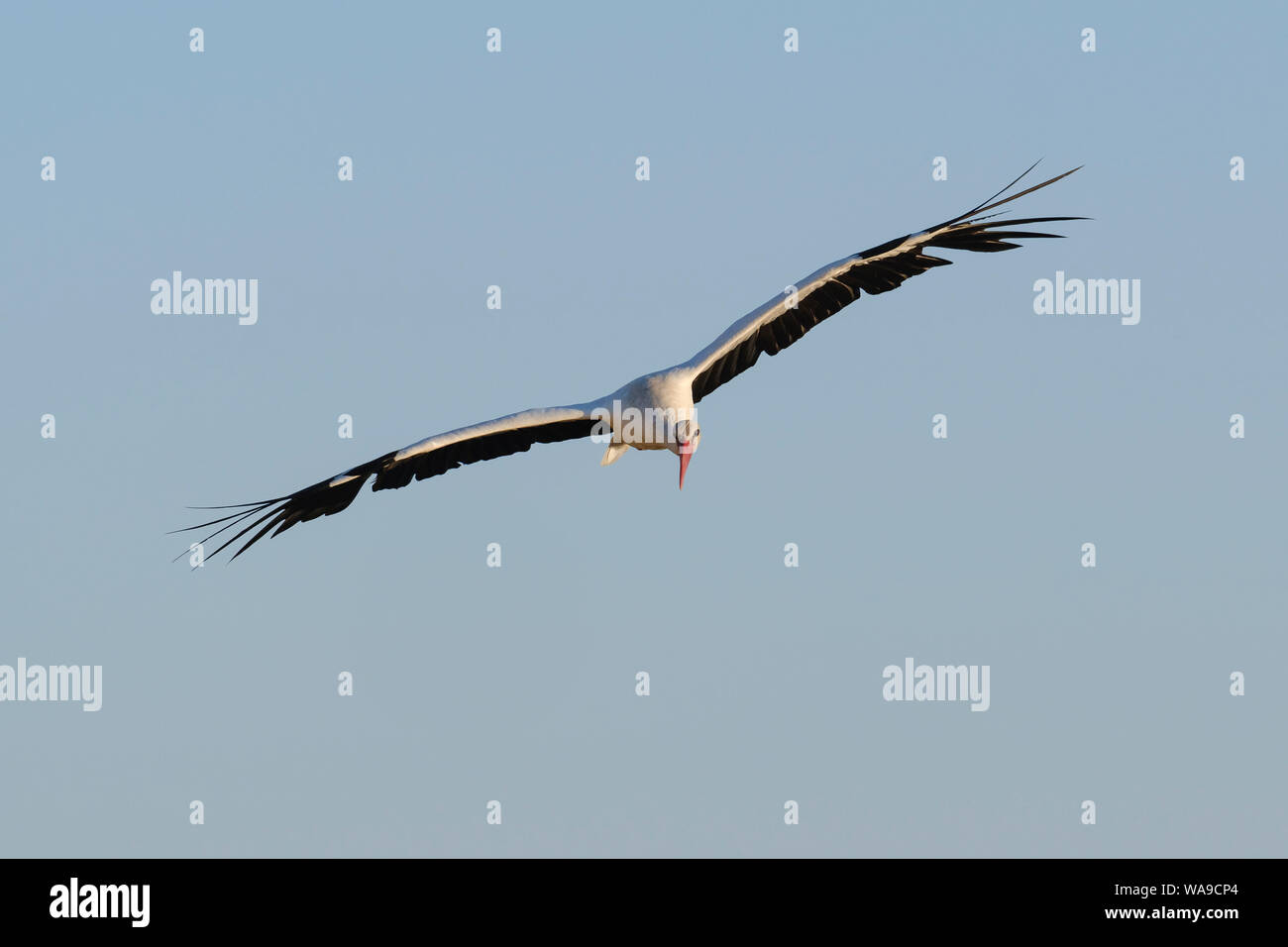 White stork (Ciconia ciconia) in flight. Extremadura. Spain. Stock Photo