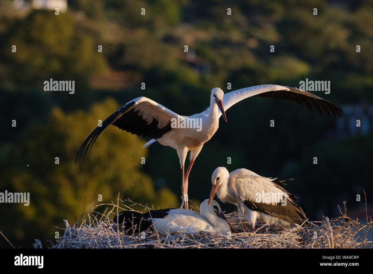 White stork (Ciconia ciconia) chicks on nest. Valencia de Alcantara. Extremadura. Spain. Stock Photo
