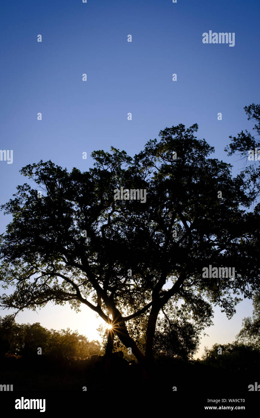 Cork Oak (Quercus suber) silhouetted at sunrise. Extremadura. Spain. Stock Photo