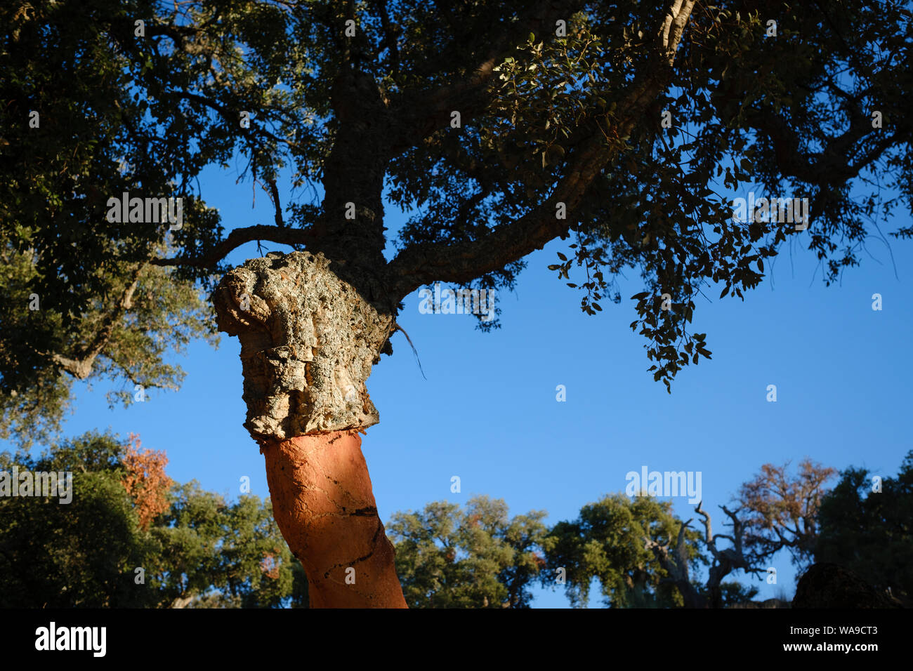 Well-formed cork on the trunk of a mature cork oak (Quercus uber). Extremadura. Spain. Stock Photo