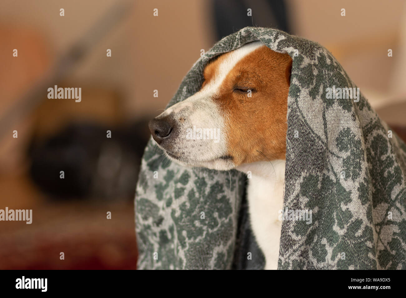 Indoor portrait of royal basenji dog drowsing under coverlet Stock ...