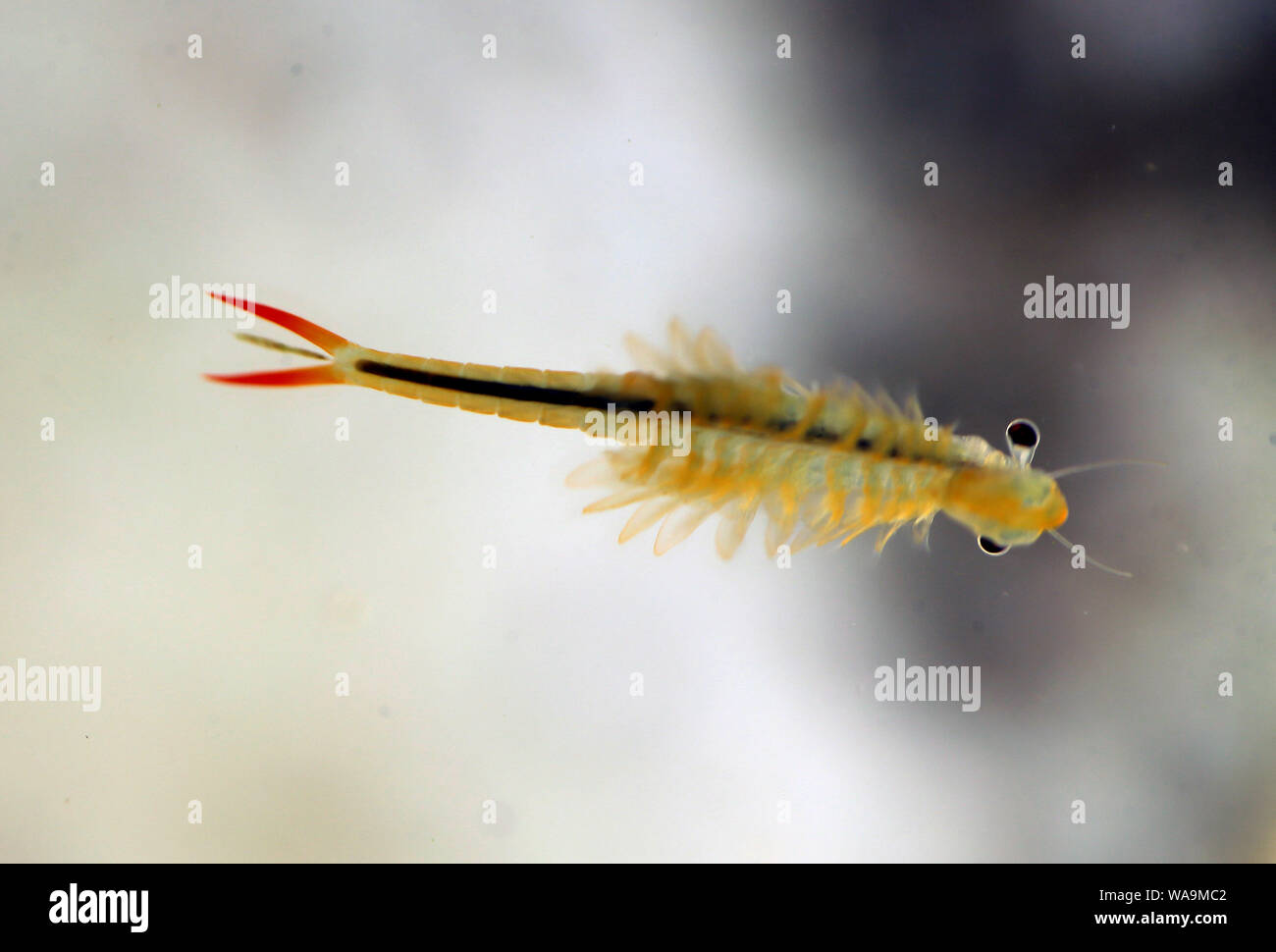 Vernal pool fairy shrimp hires stock photography and images Alamy