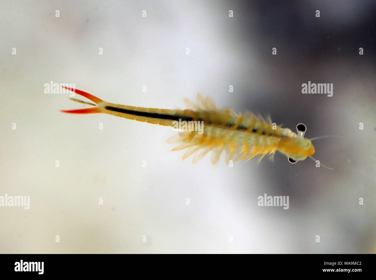 The vernal pool fairy shrimp is seen in Lianyungang city, east China's Jiangsu province, 2 July 2019.   A Chinese worker of CRCC Harbour and Channel E Stock Photo