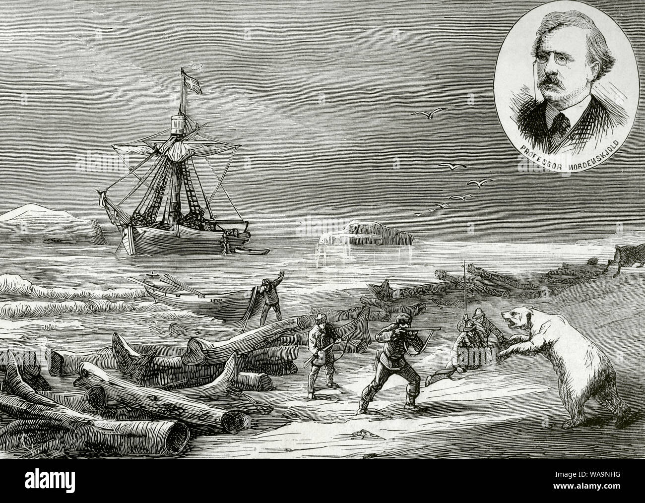 Swedish expedition to Arctic Pole. 'Proven' crew members attacked by a polar bear. Professor Nordenskiöld led the expedition. In 1875, aboard the 'Proven' sailing yacht, Adolf Erik Nordenskiöld (1832-1901) sailed across the Kara Sea to the mouth of the river Yenisei, from where he returned to Sweden through St. Petersburg, while Kjellmann, one of his companions, arrived at the Norwegian port of Hammerfest aboard the 'Proven' . Engraving. La Ilustracion Española y Americana, March 8, 1876. Stock Photo