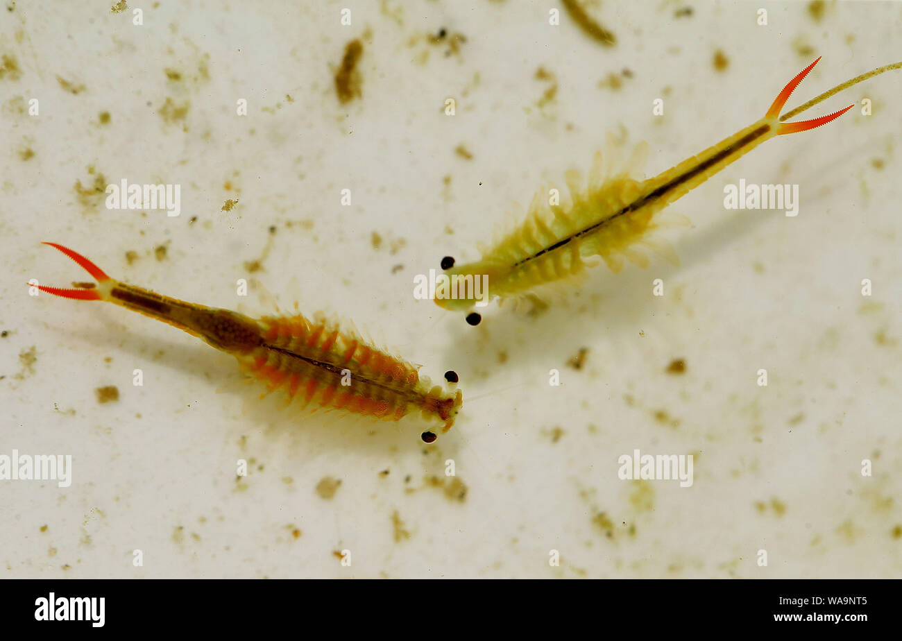 The vernal pool fairy shrimp is seen in Lianyungang city, east China's