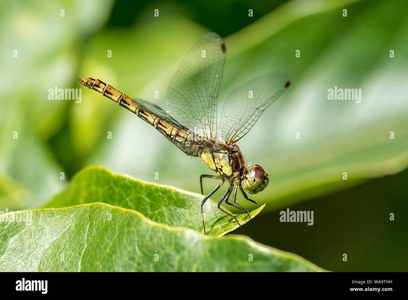 Common darter dragonfly resting on a magnolia leaf. Stock Photo