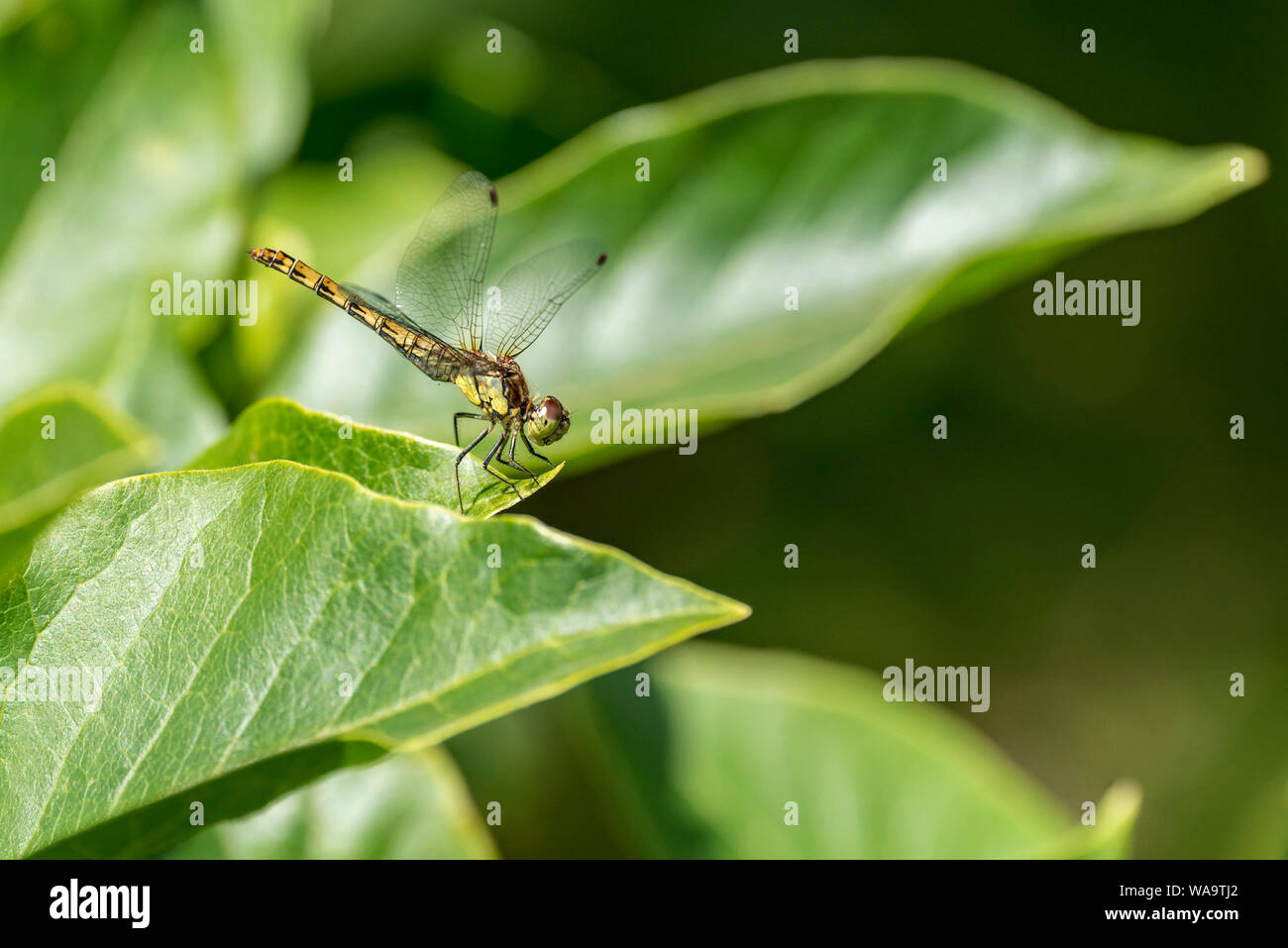 Common darter dragonfly resting on a magnolia leaf. Stock Photo