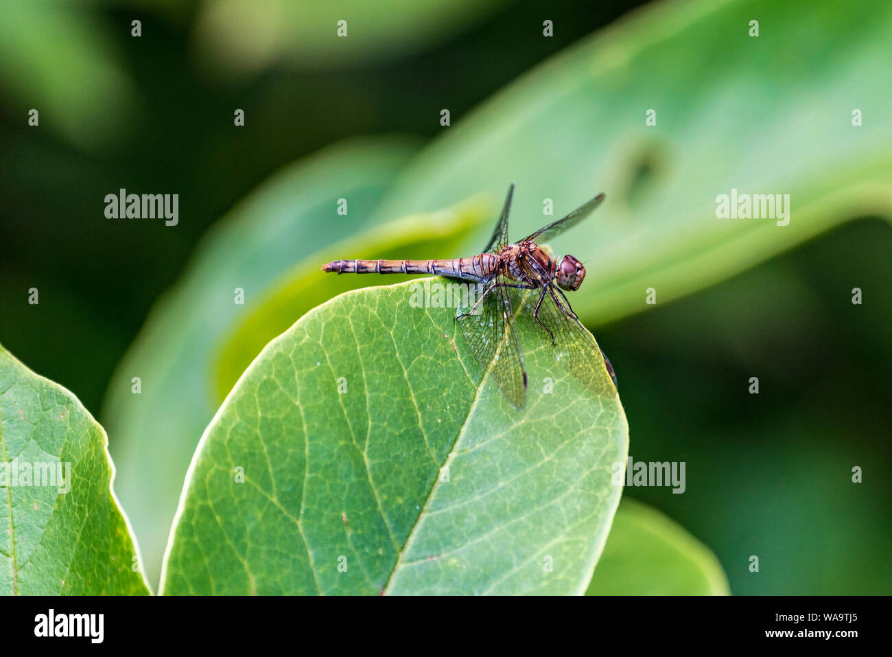 Common darter dragonfly resting on a magnolia leaf. Stock Photo