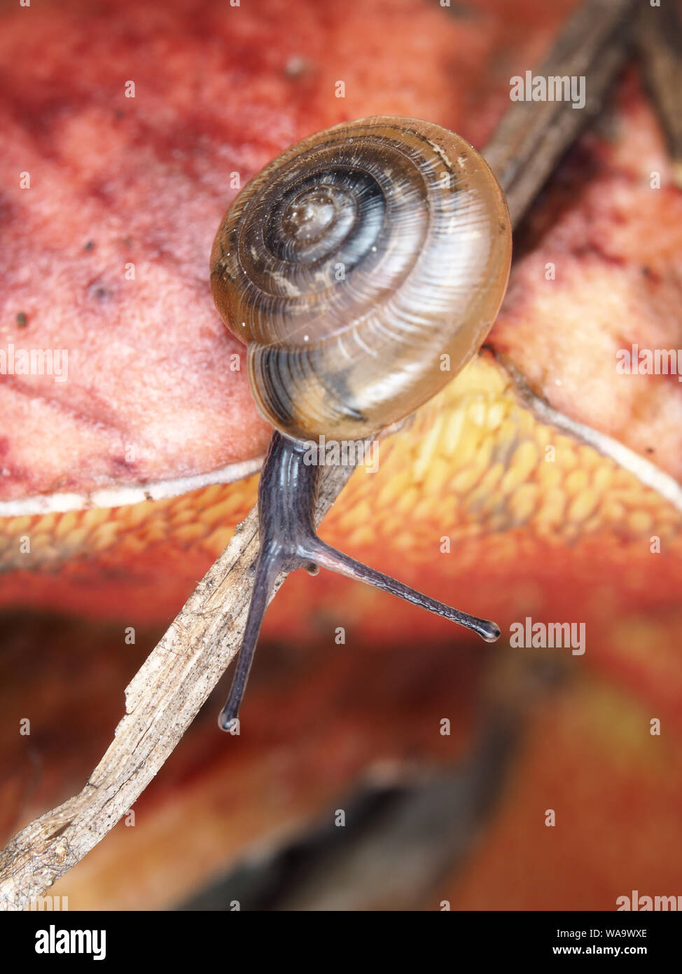 Tiny snail on red-pored bolete mushroom in Texas, USA  - macro photography Stock Photo