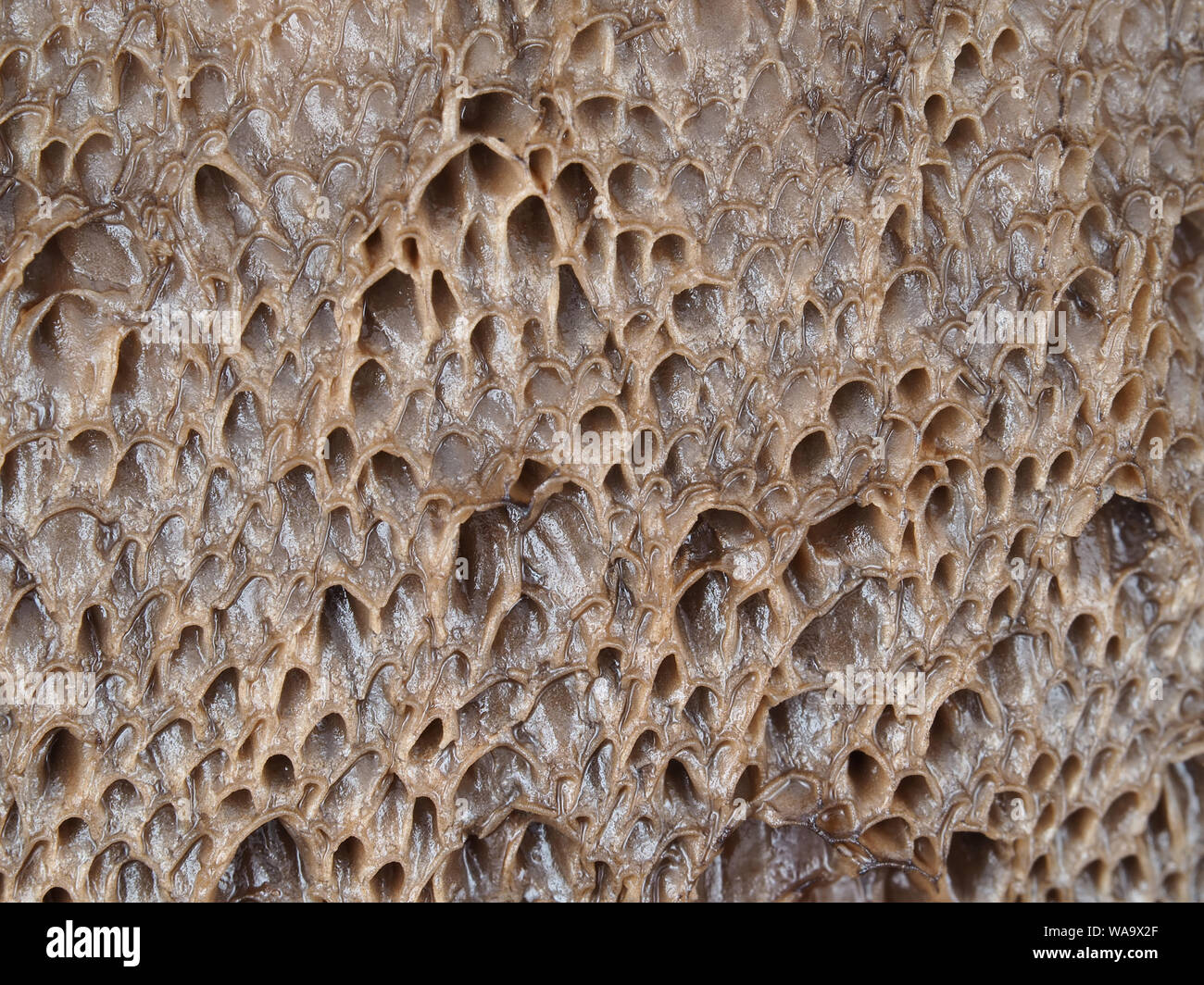 Macro close-up photo of old bolete mushroom pores Stock Photo