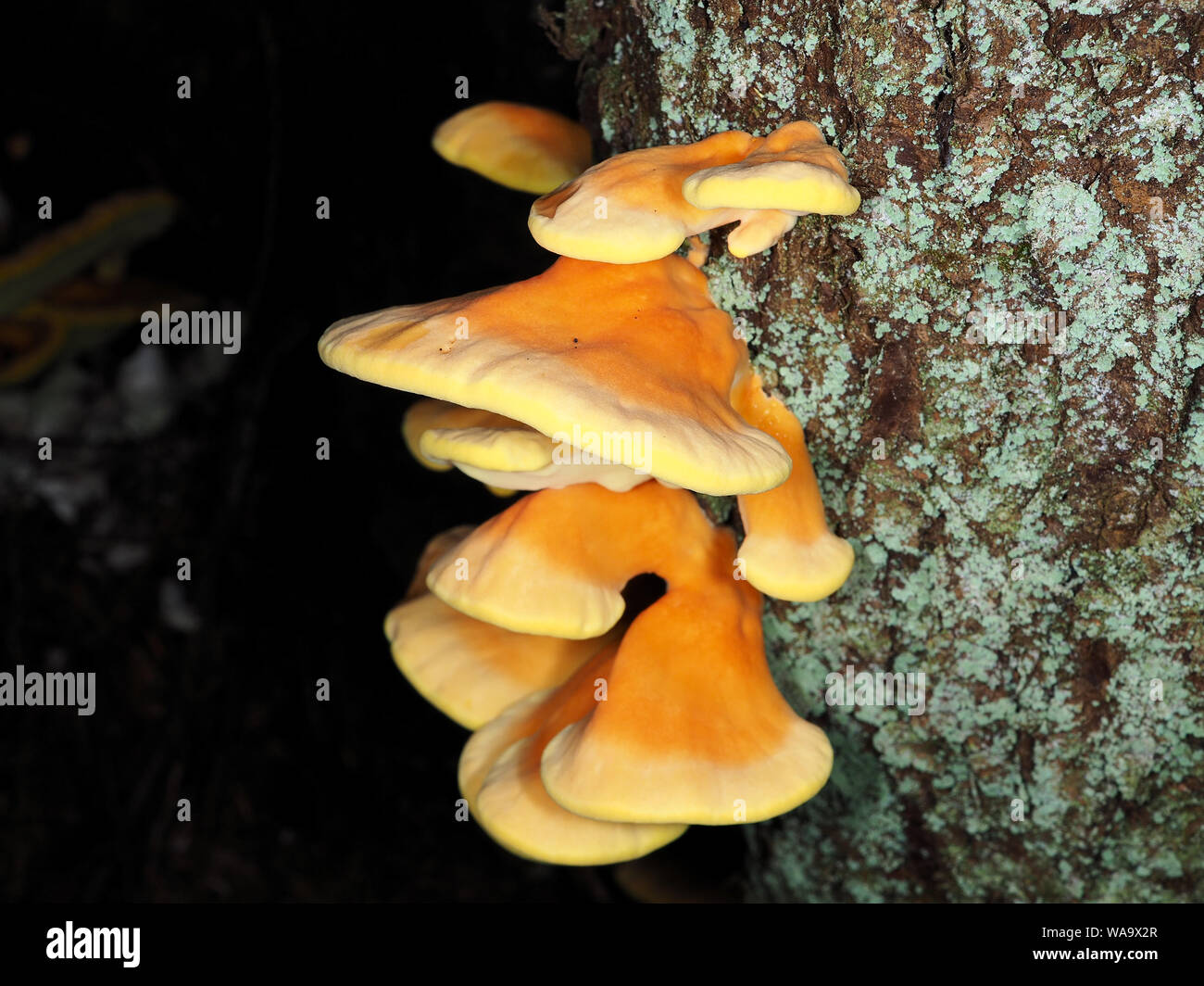 Fresh Chicken of the woods mushrooms - Laetiporus conifericola (used to be called Laetiporus sulphureus) in Washington state, USA Stock Photo