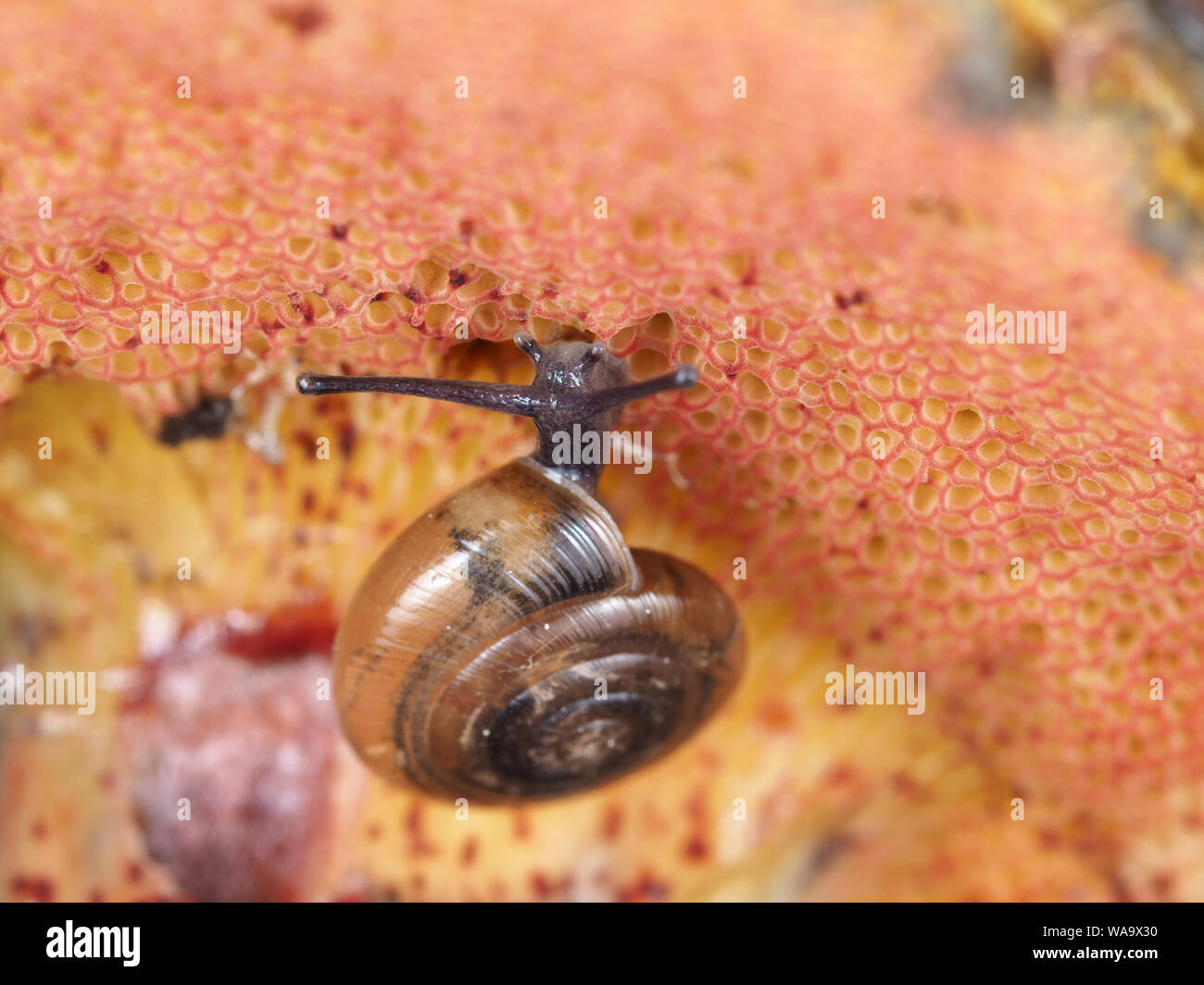 Tiny snail on red-pored bolete mushroom in Texas, USA Stock Photo