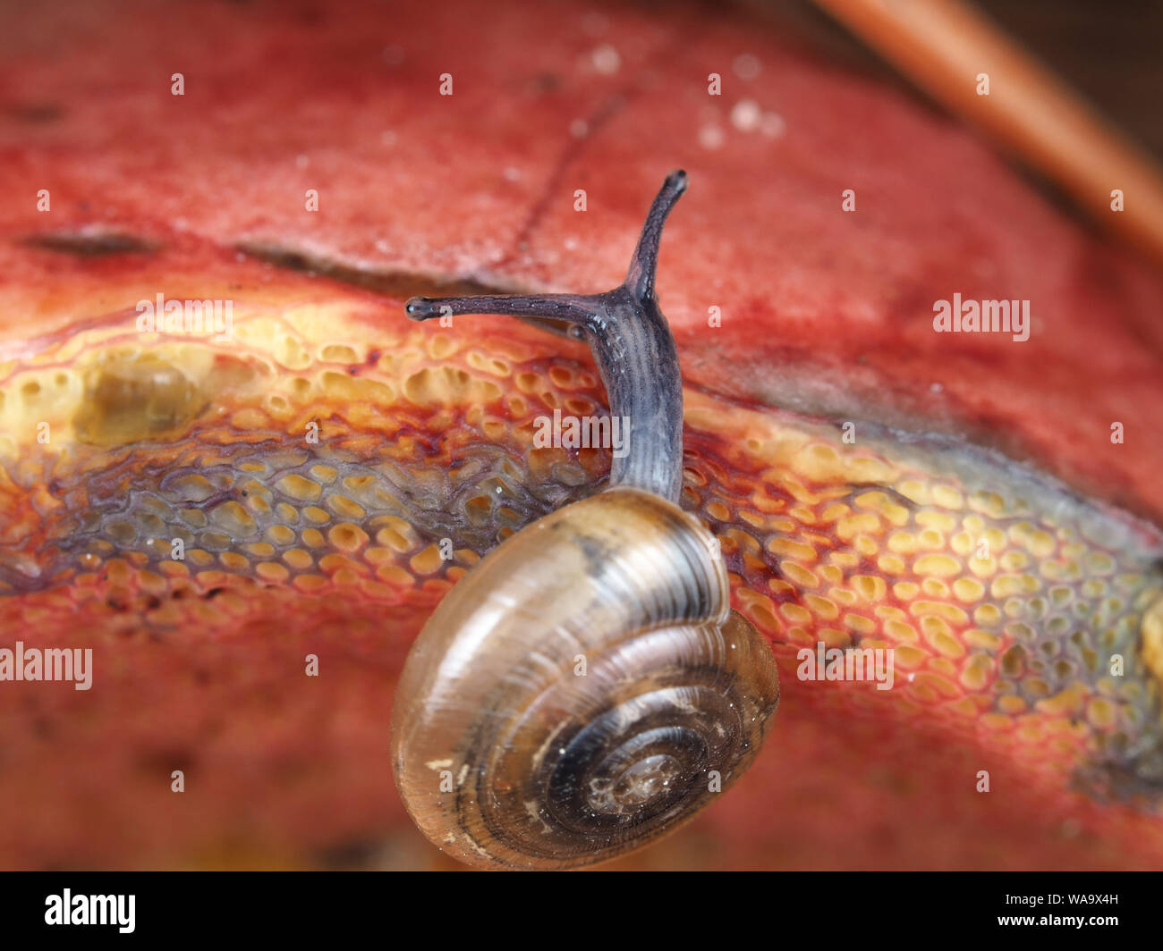Tiny snail (possibly Ventridens species) on mushroom Stock Photo