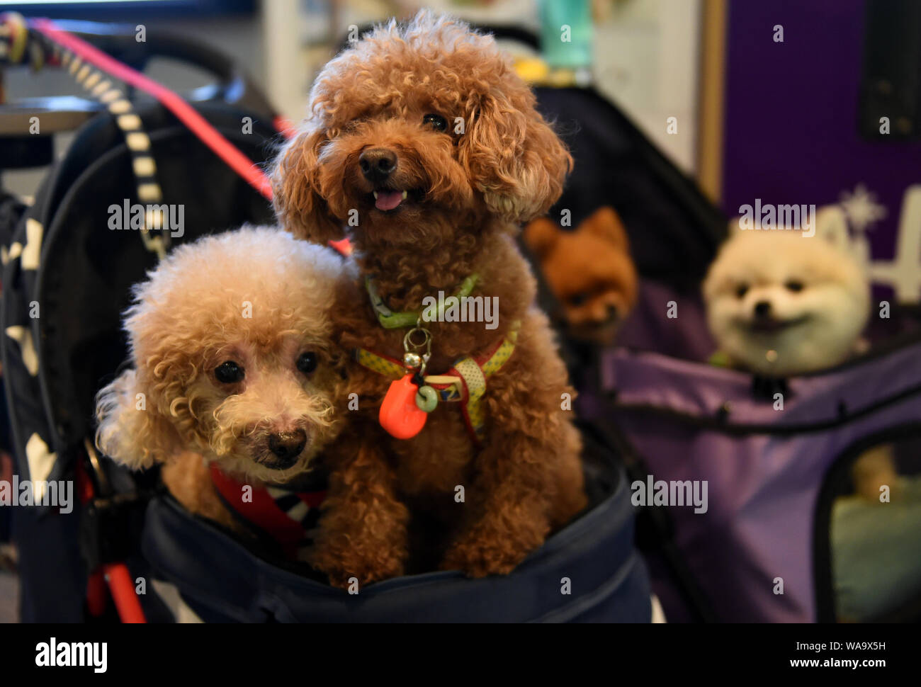 File Pet Dogs Are Seen During An Expo In Hong Kong China 29 June 2019 The Number Of Chinese Households With Pets Hit 99 78 Million In 2018 Wi Stock Photo Alamy