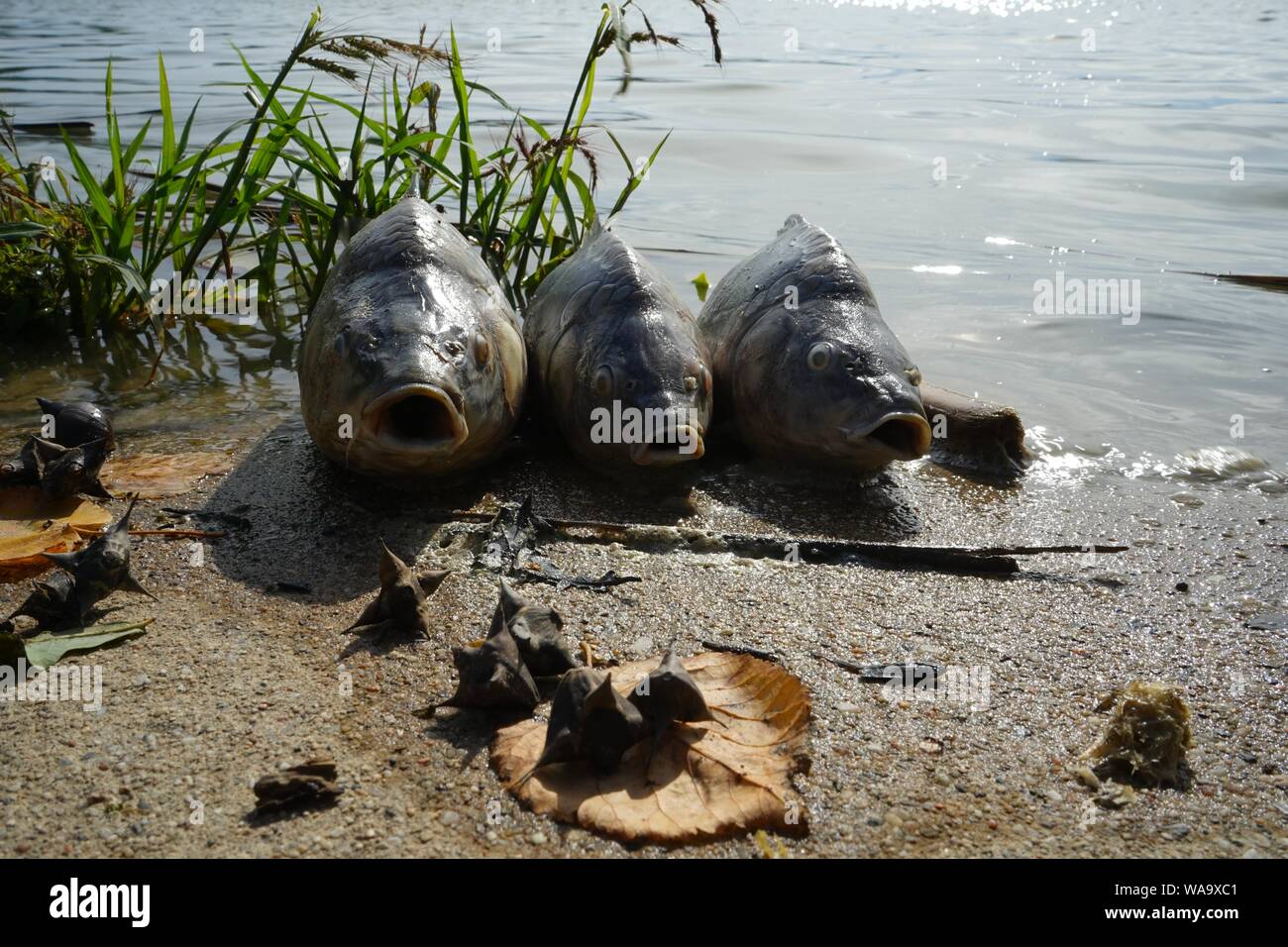 3 dead carps n the shore of the pond. Fish die as a result of extreme heat and deoxygenation of water, or from the dangerous Koi herpes virus 3. Stock Photo