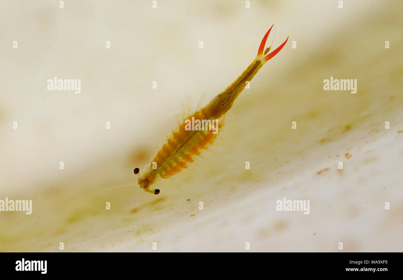 The vernal pool fairy shrimp is seen in Lianyungang city, east China's Jiangsu province, 2 July 2019.   A Chinese worker of CRCC Harbour and Channel E Stock Photo