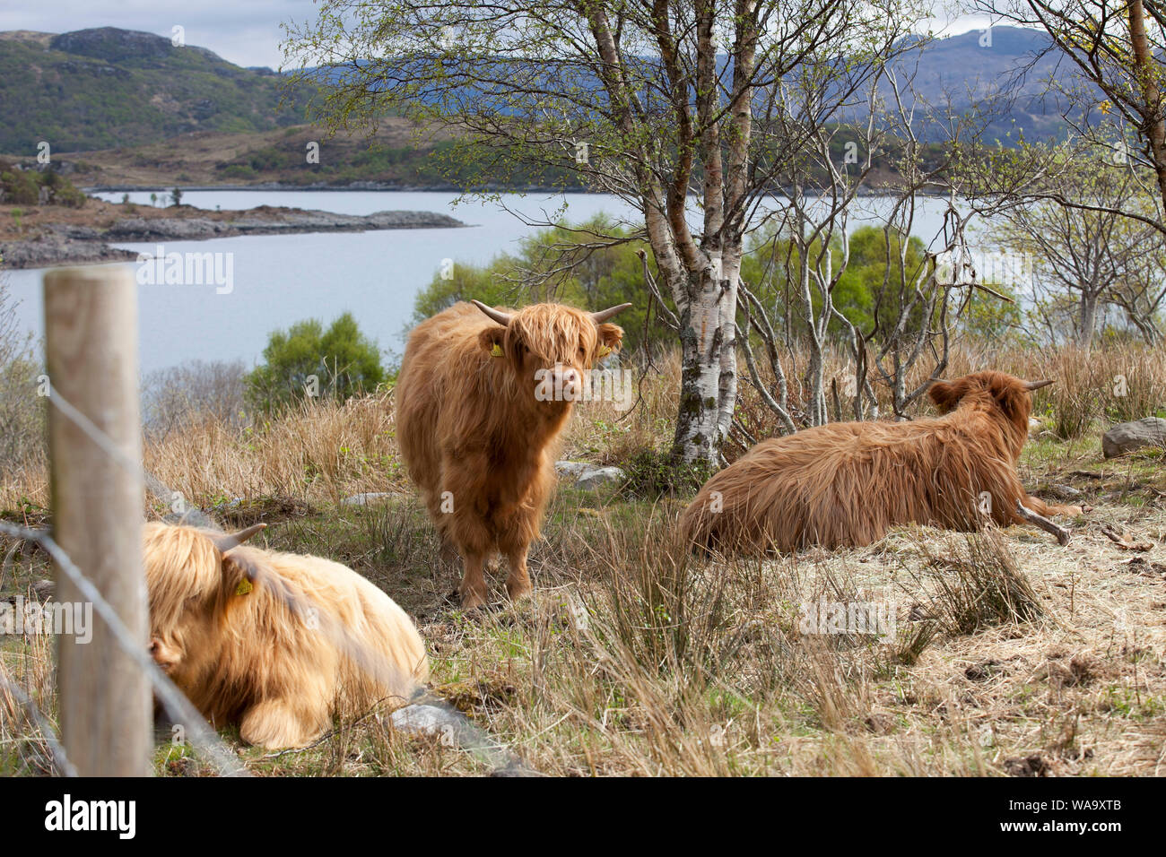 Highland cattle on hill top overlooking a loch in the Scottish Highlands in April Stock Photo