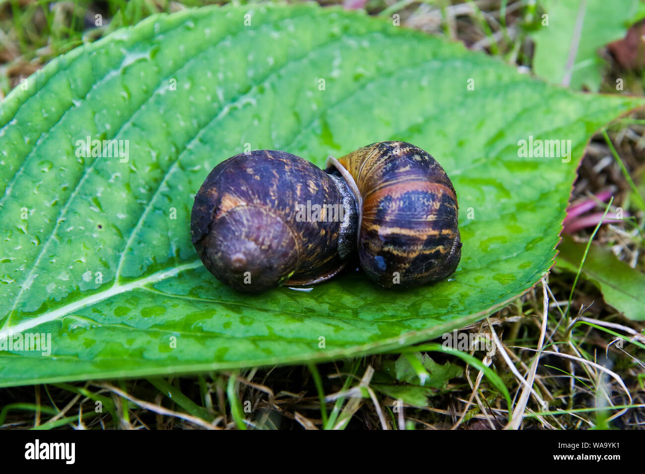 Hermaphrodites hires stock photography and images Alamy