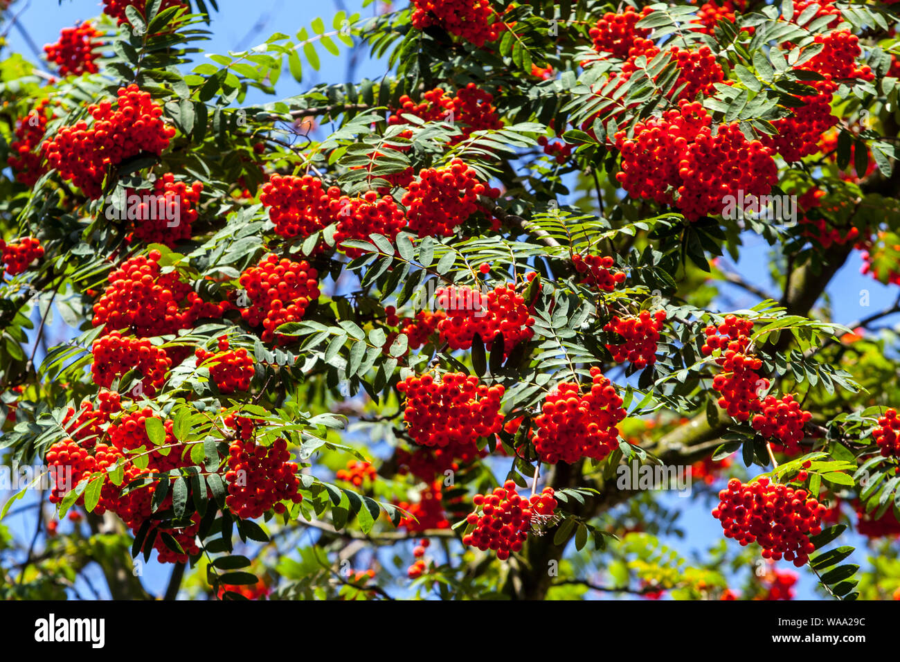 Plants Red Tree Hi res Stock Photography And Images Alamy plants-red-tree-hi-res-stock-photography-and-images-alamy