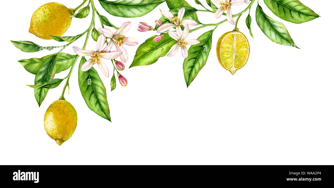 Lemon fruit branch top corner composition. Realistic botanical watercolor illustration with citrus tree and flowers, hand drawn isolated floral design Stock Photo