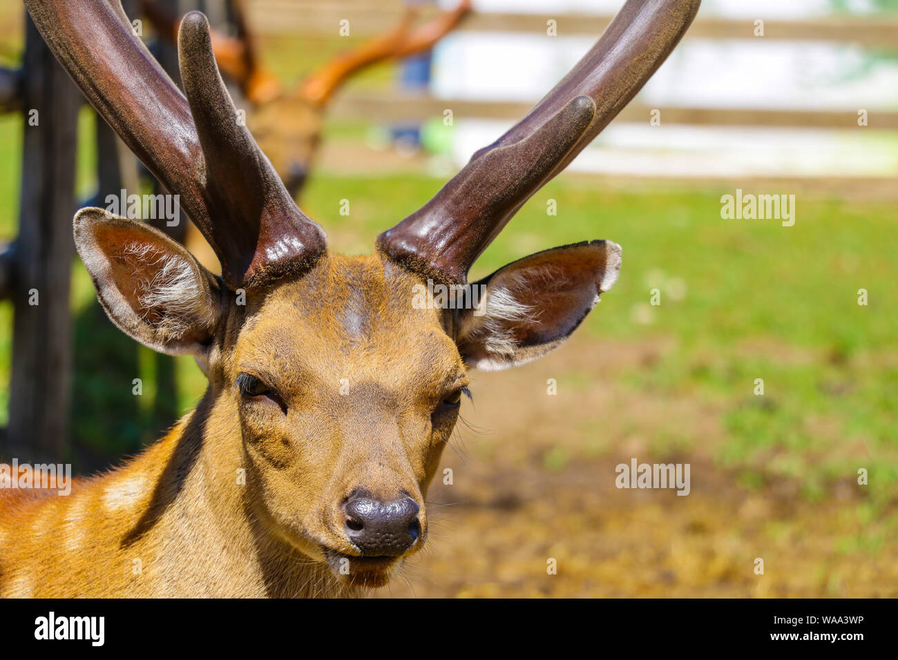 Spotted deer fawn with velvet antlers portrait Stock Photo Alamy
