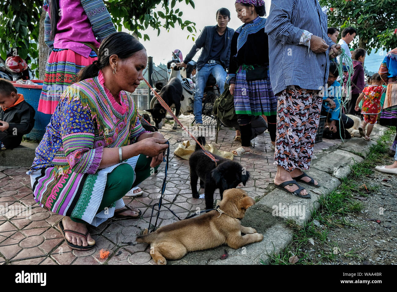 Asian dogs hires stock photography and images Alamy