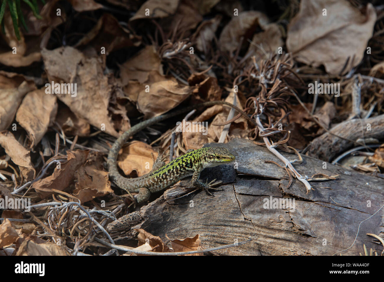 Italian Wall Lizard (Podarcis siculus) on an tree old branch, San Cusumano, Erice, Sicily Stock Photo