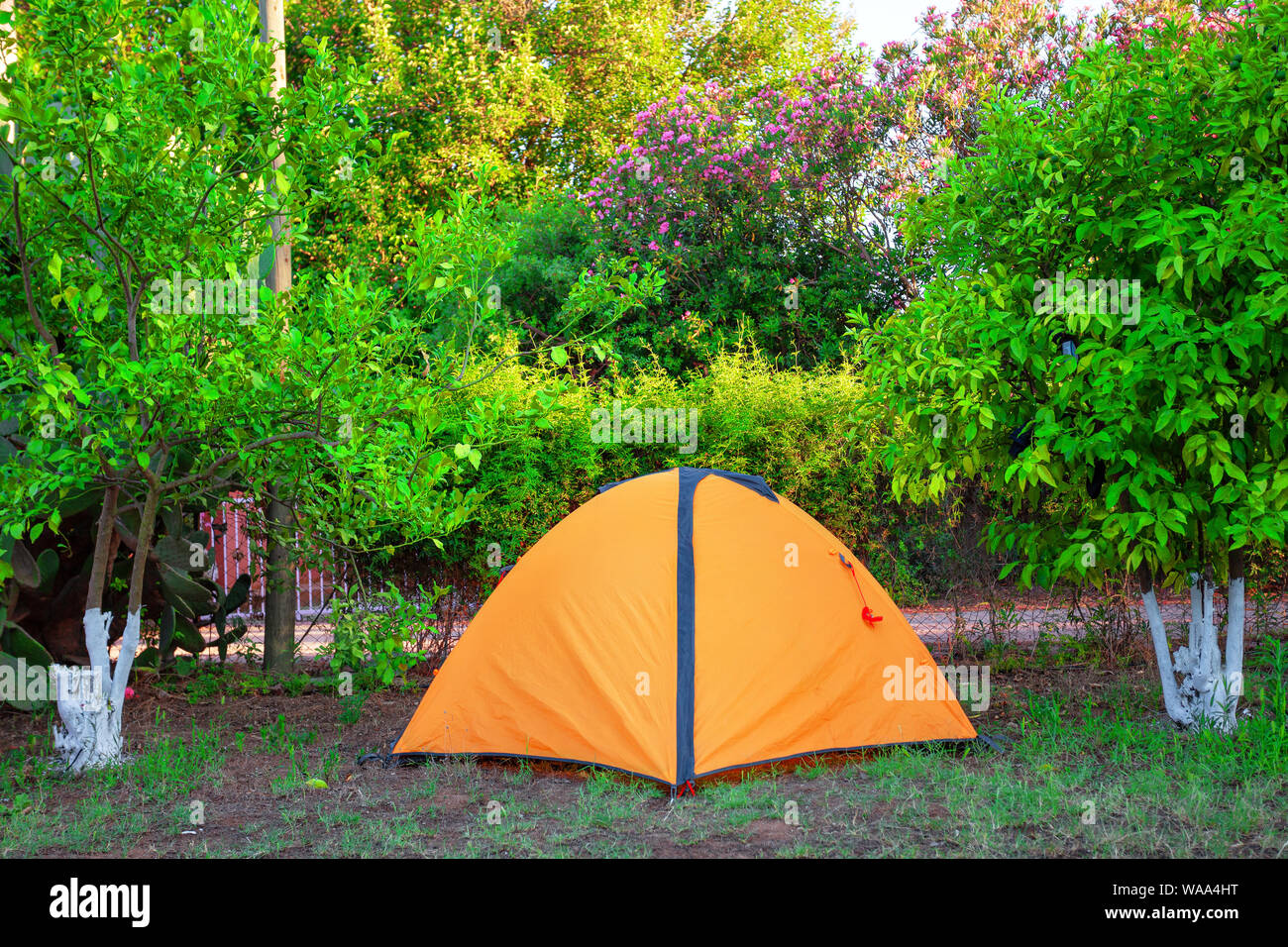 Orange tent among orange camping trees Stock Photo