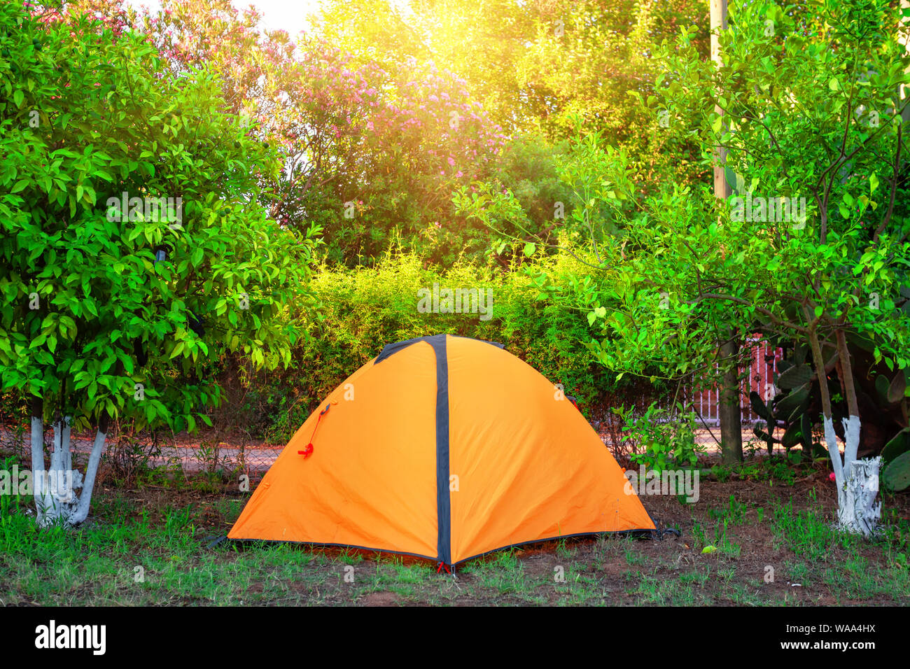 Orange tent among orange trees under the bright sun Stock Photo